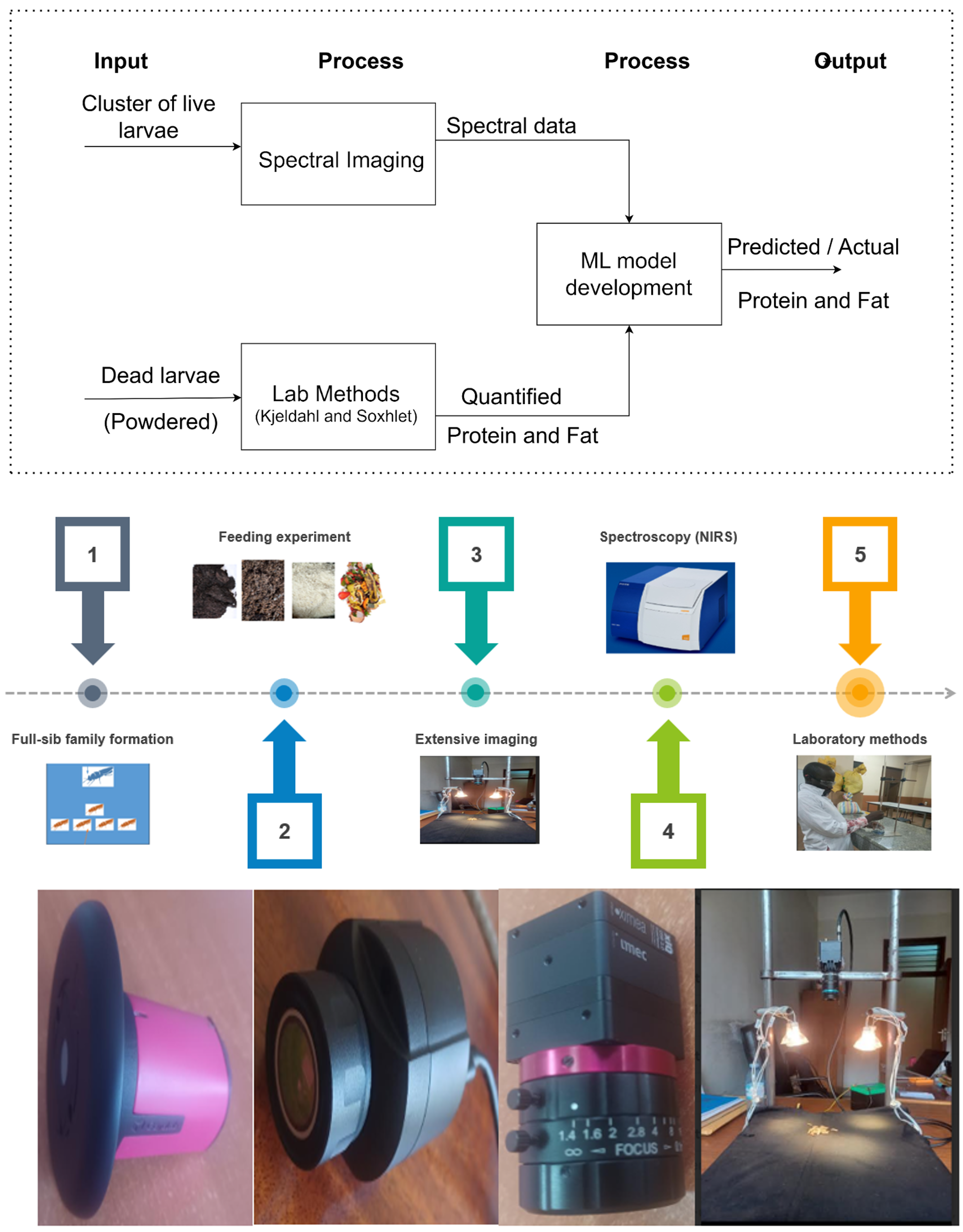 Development of non-destructive methods for predicting nutritional content of black  soldier fly larvae. image 2