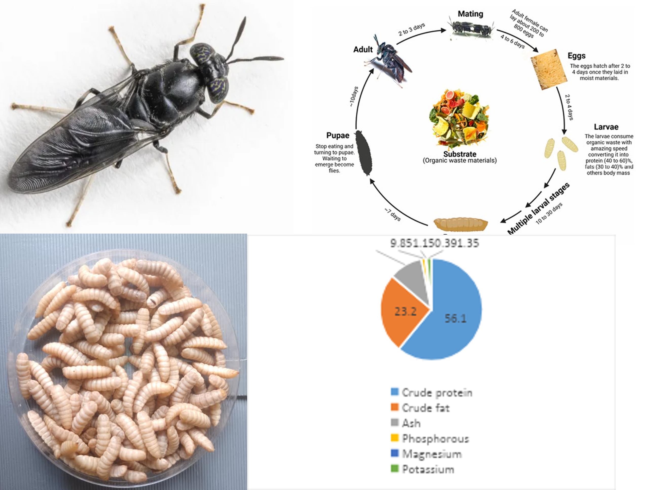 Development of non-destructive methods for predicting nutritional content of black  soldier fly larvae.