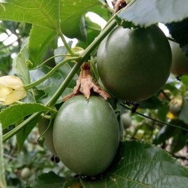 A Portable Deep Learning-based Platform for Passion Fruit Disease Identification (Katunda Project)